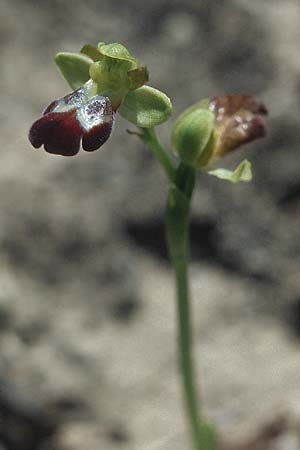 Ophrys sitiaca \ Sitia-Ragwurz / Sitia Bee Orchid, Rhodos,  Kattavia 21.3.2005 