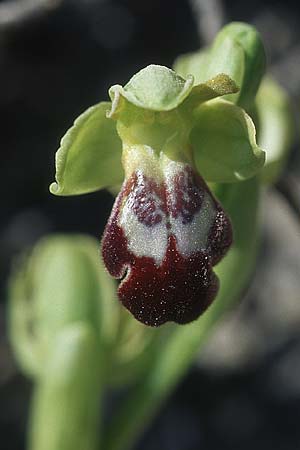 Ophrys sitiaca \ Sitia-Ragwurz / Sitia Bee Orchid, Rhodos,  Kattavia 21.3.2005 