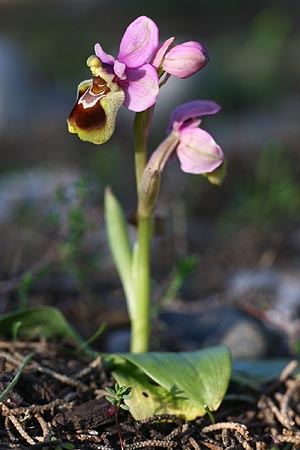Ophrys tenthredinifera subsp. villosa \ Östliche Wespen-Ragwurz, Rhodos,  Kolymbia 6.3.2011 (Photo: Helmut Presser)