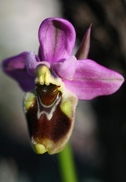 Ophrys tenthredinifera subsp. villosa \ Östliche Wespen-Ragwurz, Rhodos,  Kolymbia 6.3.2011 (Photo: Helmut Presser)
