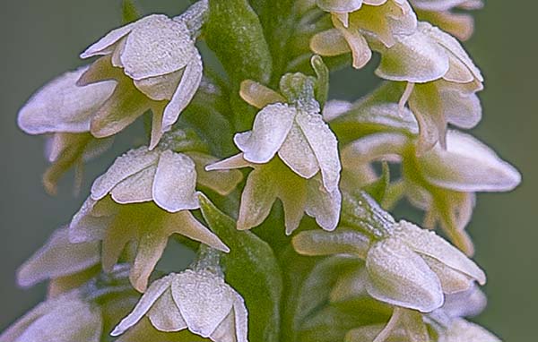 Pseudorchis albida subsp. tricuspis \ Dreizackige Höswurz, RO  Transylvania, Harghita Madaras 29.6.2017 (Photo: Nora E. Anghelescu)