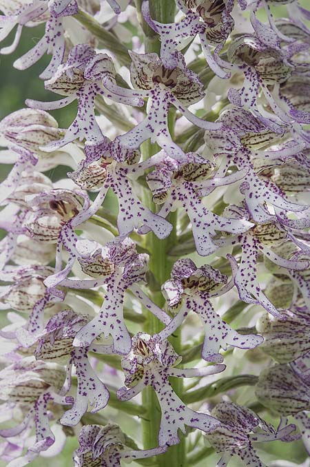 Orchis purpurea x simia, RO   Constanta County, Dobrogea 5.5.2017 (Photo: Nora E. Anghelescu)