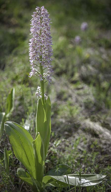 Orchis purpurea x simia, RO   Constanta County, Dobrogea 5.5.2017 (Photo: Nora E. Anghelescu)