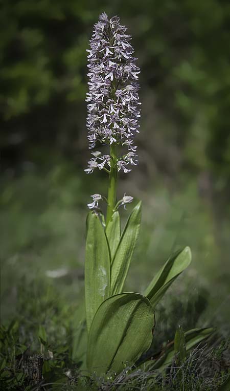 Orchis purpurea x simia, RO   Constanta County, Dobrogea 5.5.2017 (Photo: Nora E. Anghelescu)