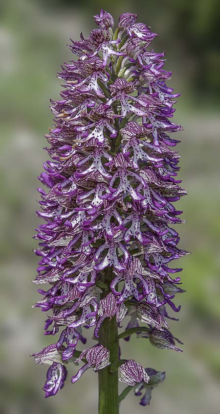 Orchis purpurea x simia, RO   Constanta County, Dobrogea 5.5.2017 (Photo: Nora E. Anghelescu)