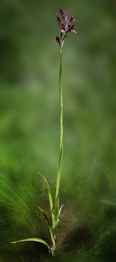 Anacamptis coriophora x papilionacea s.l., RO   Mehedinti County 1.6.2023 (Photo: Nora E. Anghelescu)