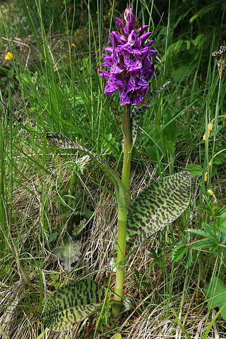 Dactylorhiza cordigera subsp. siculorum \ Székely-Fingerwurz, Székely-Knabenkraut / Szkely Orchid, RO  Transylvania 23.6.2022 (Photo: Helmut Presser)
