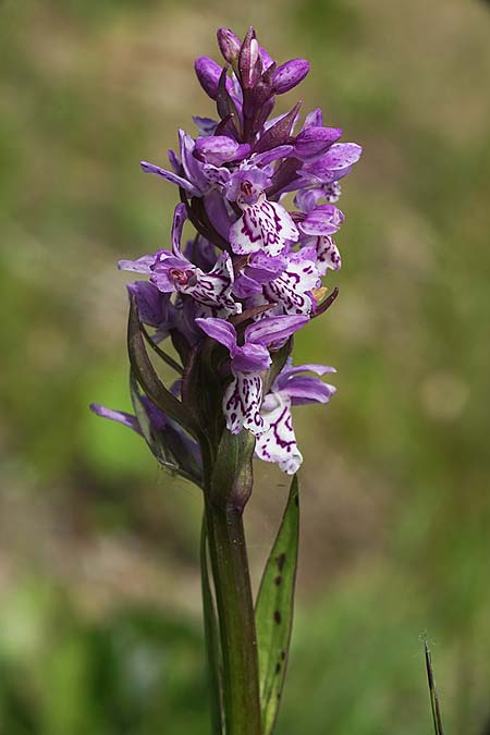 Dactylorhiza cordigera subsp. siculorum \ Székely-Fingerwurz, Székely-Knabenkraut / Szkely Orchid, RO  Transylvania 23.6.2022 (Photo: Helmut Presser)