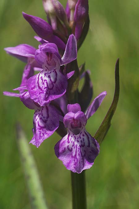 Dactylorhiza cordigera subsp. siculorum \ Székely-Fingerwurz, Székely-Knabenkraut / Szkely Orchid, RO  Transylvania 23.6.2022 (Photo: Helmut Presser)