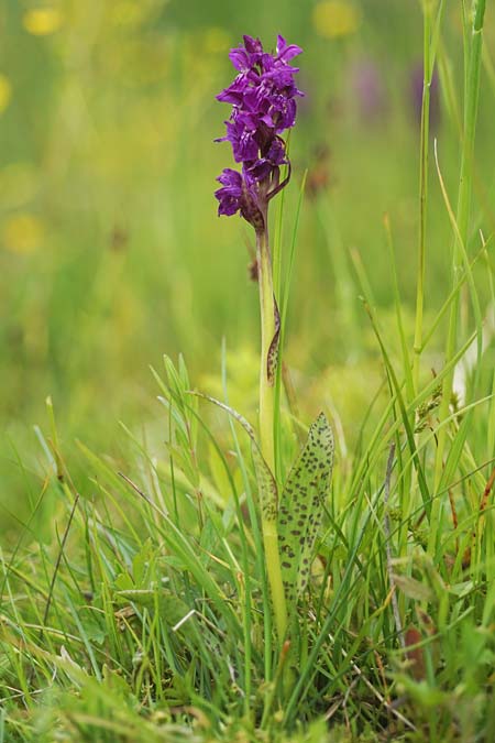 Dactylorhiza cordigera subsp. siculorum \ Székely-Fingerwurz, Székely-Knabenkraut / Szkely Orchid, RO  Transylvania 23.6.2022 (Photo: Helmut Presser)