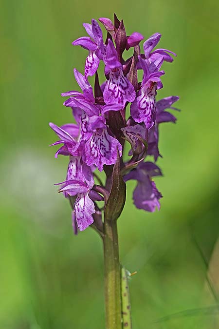 Dactylorhiza cordigera subsp. siculorum \ Székely-Fingerwurz, Székely-Knabenkraut / Szkely Orchid, RO  Transylvania 23.6.2022 (Photo: Helmut Presser)