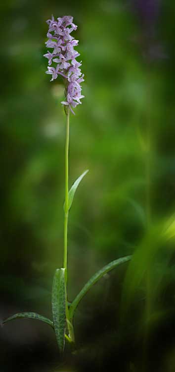 Dactylorhiza saccifera x Gymnadenia conopsea s.l., RO   Prahova County, Sinaia 10.7.2023 (Photo: Nora E. Anghelescu)