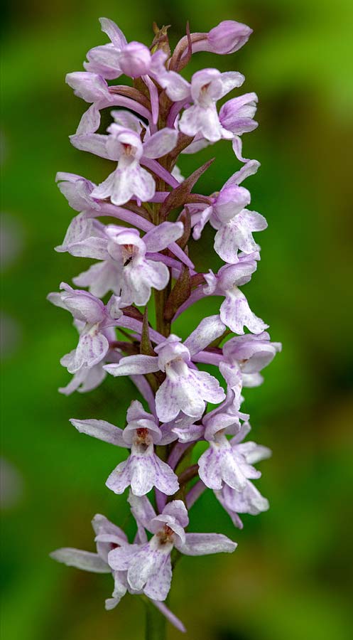 Dactylorhiza saccifera x Gymnadenia conopsea s.l., RO   Prahova County, Sinaia 10.7.2023 (Photo: Nora E. Anghelescu)