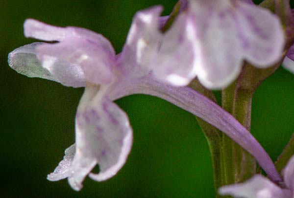Dactylorhiza saccifera x Gymnadenia conopsea s.l., RO   Prahova County, Sinaia 10.7.2023 (Photo: Nora E. Anghelescu)