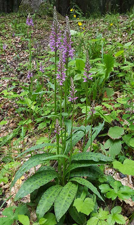 Dactylorhiza saccifera \ Langährige Fingerwurz, Langähriges Knabenkraut / Sack-Carrying Orchid, RO  Prahova County, Sinaia 16.6.2017 (Photo: Nora E. Anghelescu)
