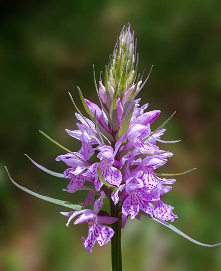 Dactylorhiza saccifera \ Langährige Fingerwurz, Langähriges Knabenkraut / Sack-Carrying Orchid, RO  Prahova County, Sinaia 10.7.2023 (Photo: Nora E. Anghelescu)