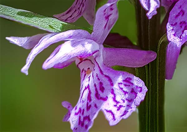 [click] Dactylorhiza saccifera, RO   Prahova County, Sinaia 2.6.2018 (Photo: Nora E. Anghelescu)