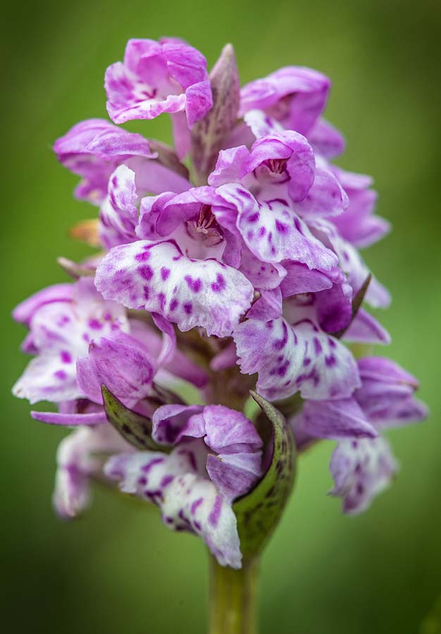 Dactylorhiza cordigera subsp. siculorum x Gymnadenia frivaldii, RO   Transylvania, Harghita Madaras 9.7.2023 (Photo: Nora E. Anghelescu)