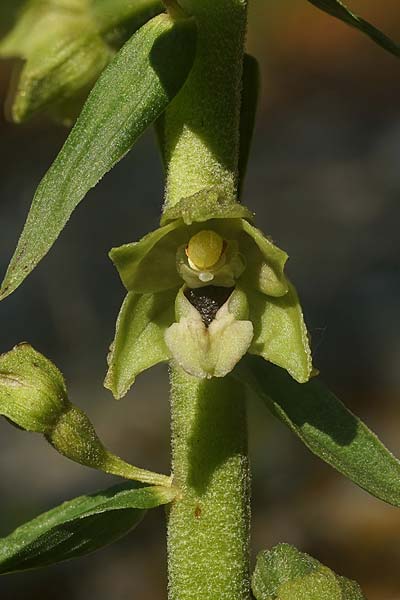 Epipactis atrorubens x distans, RO   Bucegi, Sinaia 14.7.2024 (Photo: Helmut Presser)