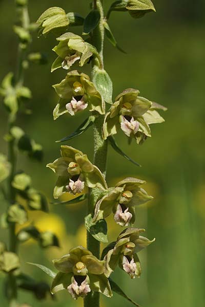 Epipactis atrorubens x distans, RO   Bucegi, Sinaia 14.7.2024 (Photo: Helmut Presser)
