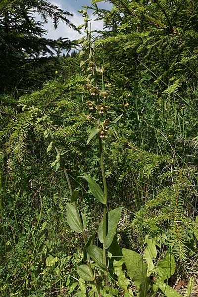 Epipactis atrorubens x distans, RO   Bucegi, Sinaia 14.7.2024 (Photo: Helmut Presser)