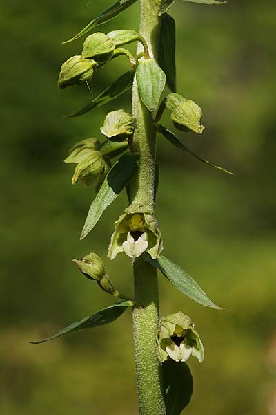 Epipactis atrorubens x distans, RO   Bucegi, Sinaia 14.7.2024 (Photo: Helmut Presser)