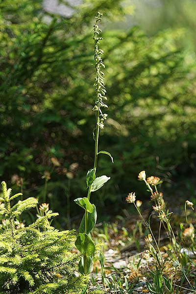 Epipactis atrorubens x distans, RO   Bucegi, Sinaia 14.7.2024 (Photo: Helmut Presser)