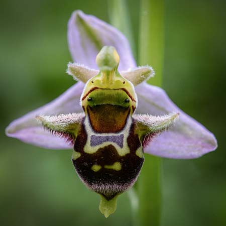 Ophrys apifera x oestrifera, RO   Mehedinti County 16.6.2023 (Photo: Nora E. Anghelescu)
