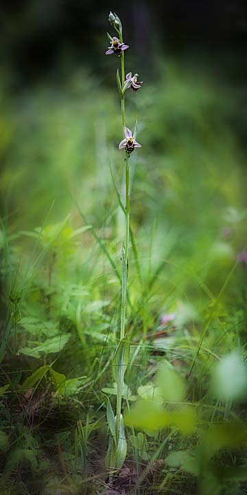 Ophrys apifera x oestrifera, RO   Mehedinti County 16.6.2023 (Photo: Nora E. Anghelescu)