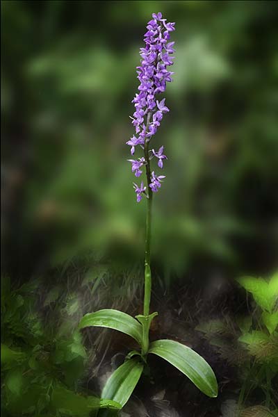 Orchis mascula subsp. speciosa x pallens, RO   Southern Carpathians 17.5.2022 (Photo: Nora E. Anghelescu)