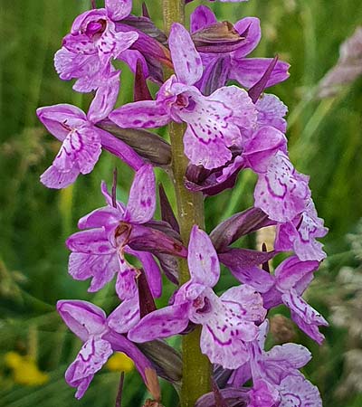 Dactylorhiza majalis x Gymnadenia conopsea s.l., RO   Transylvania, Harghita County 2.6.2023 (Photo: Nora E. Anghelescu)