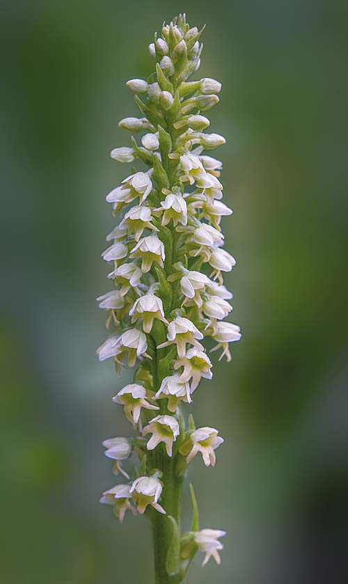 Pseudorchis albida subsp. tricuspis \ Dreizackige Höswurz, RO  Transylvania, Harghita Madaras 3.7.2020 (Photo: Nora E. Anghelescu)