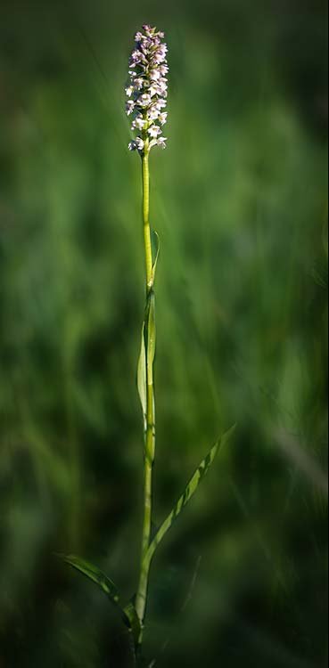 Gymnadenia conopsea s.l. x Pseudorchis albida subsp. tricuspis, RO   Transylvania, Harghita Madaras 1.7.2023 (Photo: Nora E. Anghelescu)