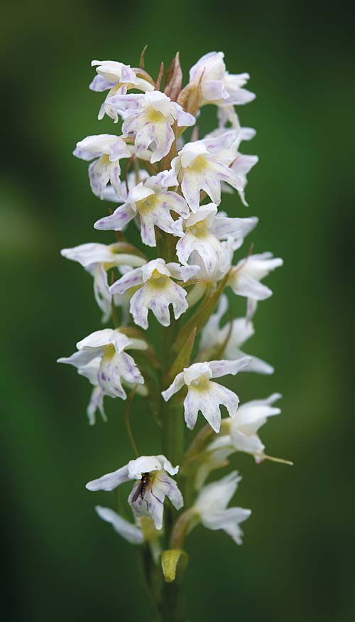 Dactylorhiza fuchsii subsp. sooana x Pseudorchis albida subsp. tricuspis, RO   Transylvania, Harghita Madaras 3.7.2020 (Photo: Nora E. Anghelescu)