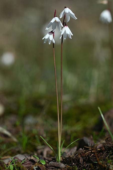 Acis autumnalis \ Herbst-Knotenblume / Autumn Snowflake, Sardinien/Sardinia Iglesiente 1.11.2012 (Photo: Helmut Presser)
