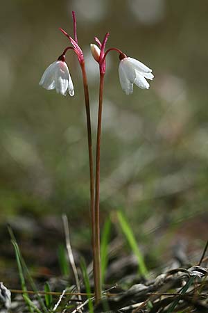 Acis autumnalis \ Herbst-Knotenblume / Autumn Snowflake, Sardinien/Sardinia Iglesiente 1.11.2012 (Photo: Helmut Presser)