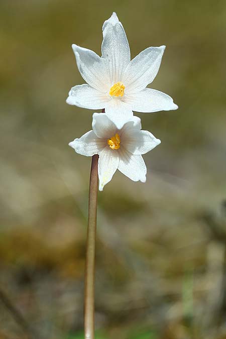 Acis autumnalis \ Herbst-Knotenblume / Autumn Snowflake, Sardinien/Sardinia Iglesiente 1.11.2012 (Photo: Helmut Presser)