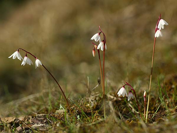 Acis autumnalis \ Herbst-Knotenblume / Autumn Snowflake, Sardinien/Sardinia Iglesiente 1.11.2012 (Photo: Helmut Presser)