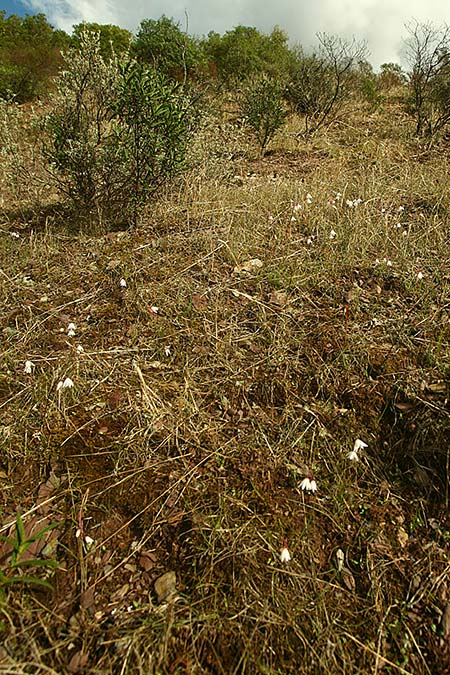 Acis autumnalis \ Herbst-Knotenblume / Autumn Snowflake, Sardinien/Sardinia Iglesiente 1.11.2012 (Photo: Helmut Presser)