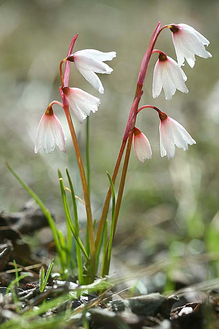 Acis autumnalis \ Herbst-Knotenblume / Autumn Snowflake, Sardinien/Sardinia Iglesiente 1.11.2012 (Photo: Helmut Presser)
