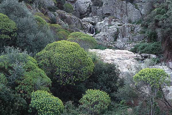 Euphorbia dendroides \ Baumartige Wolfsmilch / Tree Spurge, Sardinien/Sardinia Stintino 4.4.2000