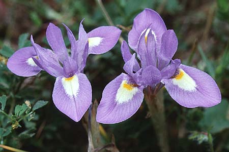 Moraea sisyrinchium \ Mittags-Schwertlilie, Kleine Sand-Iris / Barbary Nut Iris, Sardinien/Sardinia Seui 18.5.2001
