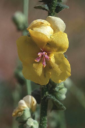 Verbascum sinuatum \ Gewelltblttrige Knigskerze / Wavyleaf Mullein, Sardinien/Sardinia Acquacadda 21.5.2001