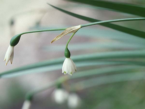 Leucojum aestivum \ Sommer-Knotenblume / Summer Snowflake, Sardinien/Sardinia Monte Pardaliana 18.5.2001