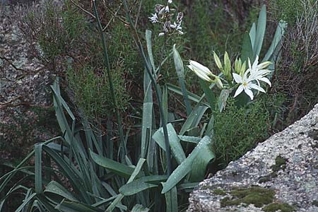 Pancratium illyricum \ Steinhyazinthe, Illyrische Trichternarzisse / Illyrian Sea Lily, Sardinien/Sardinia Dorgali 5.4.2000