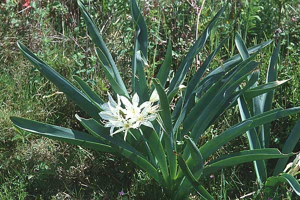 Pancratium illyricum \ Steinhyazinthe, Illyrische Trichternarzisse / Illyrian Sea Lily, Sardinien/Sardinia Monte Albo 15.5.2001