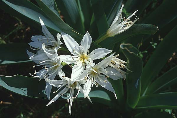 Pancratium illyricum \ Steinhyazinthe, Illyrische Trichternarzisse / Illyrian Sea Lily, Sardinien/Sardinia Monte Albo 15.5.2001