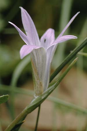 Romulea ligustica \ Ligurischer Scheinkrokus / Ligurian Sand Crocus, Sardinien/Sardinia Luogosanto 3.4.2000