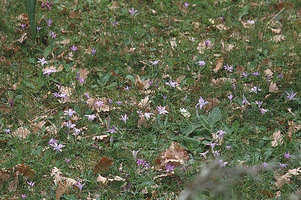 Romulea ligustica \ Ligurischer Scheinkrokus / Ligurian Sand Crocus, Sardinien/Sardinia Luogosanto 3.4.2000