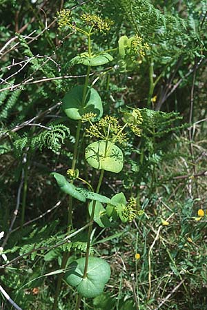 Smyrnium rotundifolium \ Rundbl&auml;ttrige Gelbdolde / Round-Leaved Alexanders, Sardinien/Sardinia Monte Albo 15.5.2001
